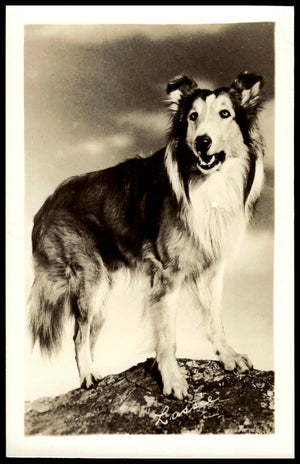 Vintage Lassie Fan Club Photo 5.5" X  3.5." 1950's